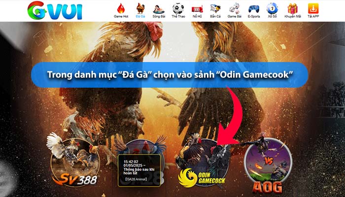 Hướng dẫn các bước tham gia sảnh cược Odin Gamecook tại Đá Gà GVUI Hướng dẫn các bước tham gia sảnh cược Odin Gamecook tại Đá Gà GVUI