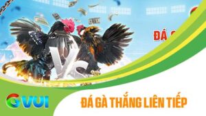 Thưởng Đá Gà Thắng Liên Tiếp tại GVUI